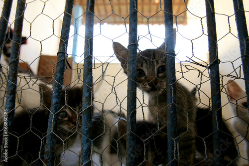 itabuna, bahia / brazil - april 12, 2012: cats are seen trapped in a cage at the Zoonosis Control Center in the city of Itabuna. photo