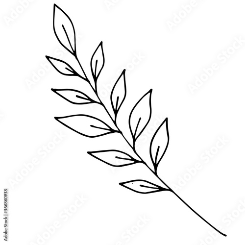 Sketch branch of leaves by hand on an isolated background. Hand drawn branches with leaves and flowers isolated on a white background.