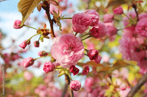 Beautiful Japanese Pink Cherry blossoms at Kyoto, Japan © Crystaltmc