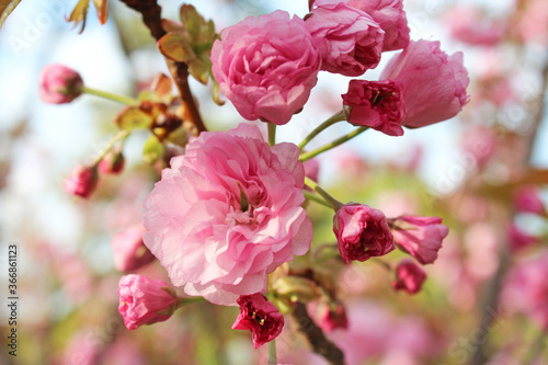 Beautiful Japanese Pink Cherry blossoms at Kyoto  Japan