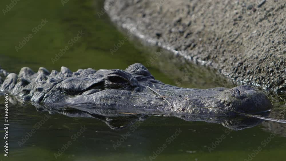 alligator close up waiting to ambush prey alligator close up waiting to ambush prey
