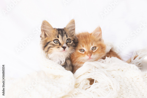 Two small kittens on white knitted scarf.