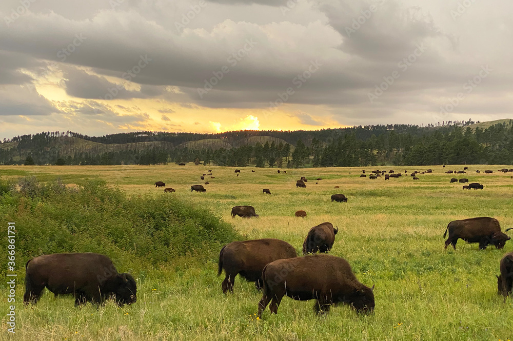 wild buffalo grazing in a green pasture at sunset with clouds in the sky