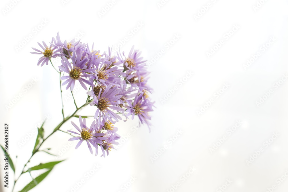 Flower 3 Flower 3