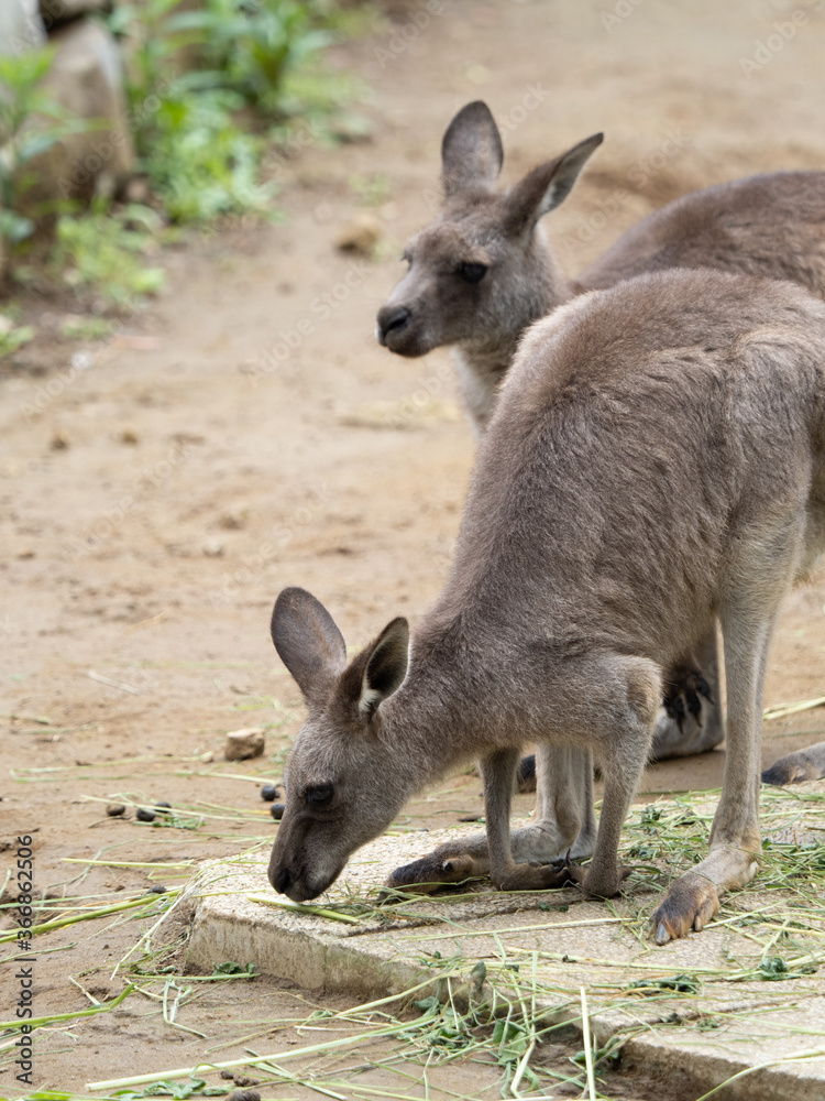 Fototapeta premium オオカンガルー