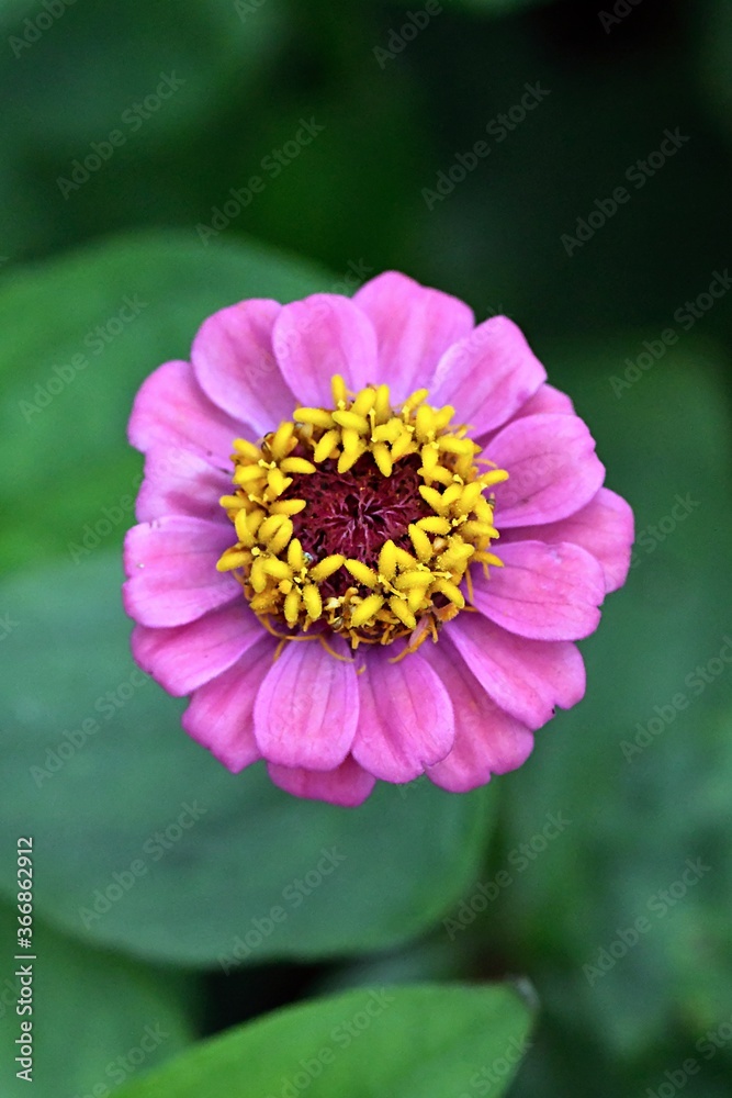 Fototapeta premium flower of a dahlia