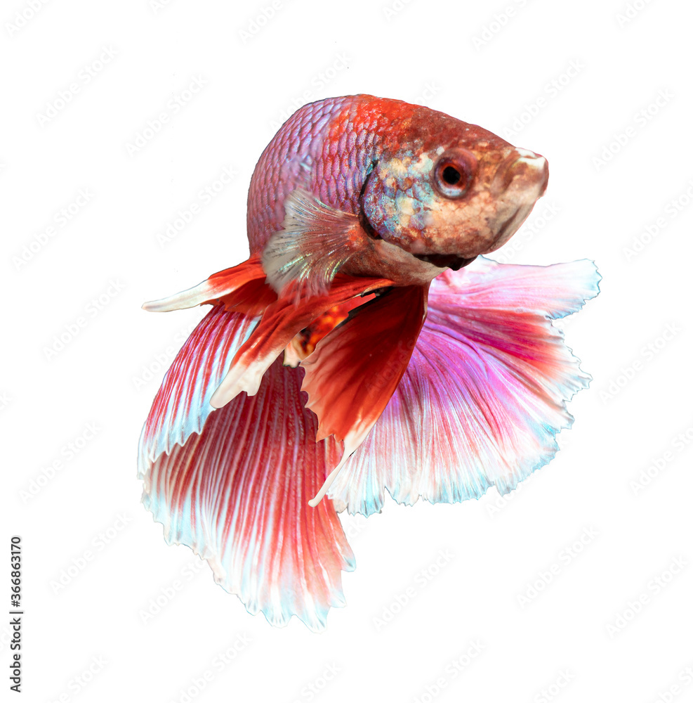 Fototapeta premium Betta fish, siamese fighting fish, betta splendens isolated on white background