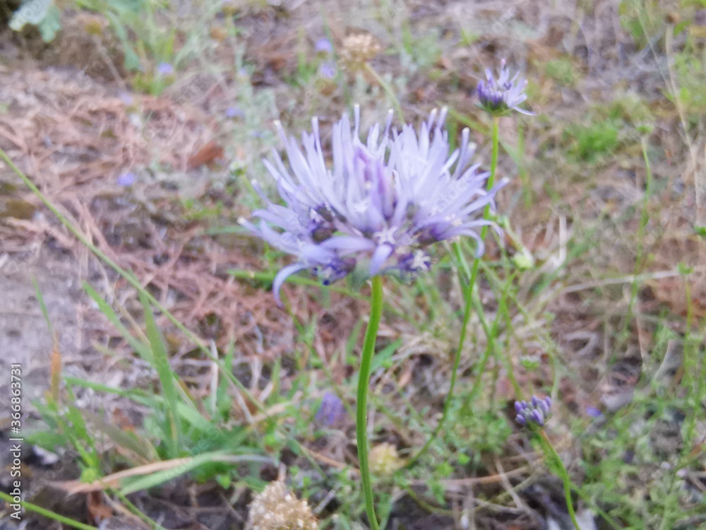 purple thistle flower