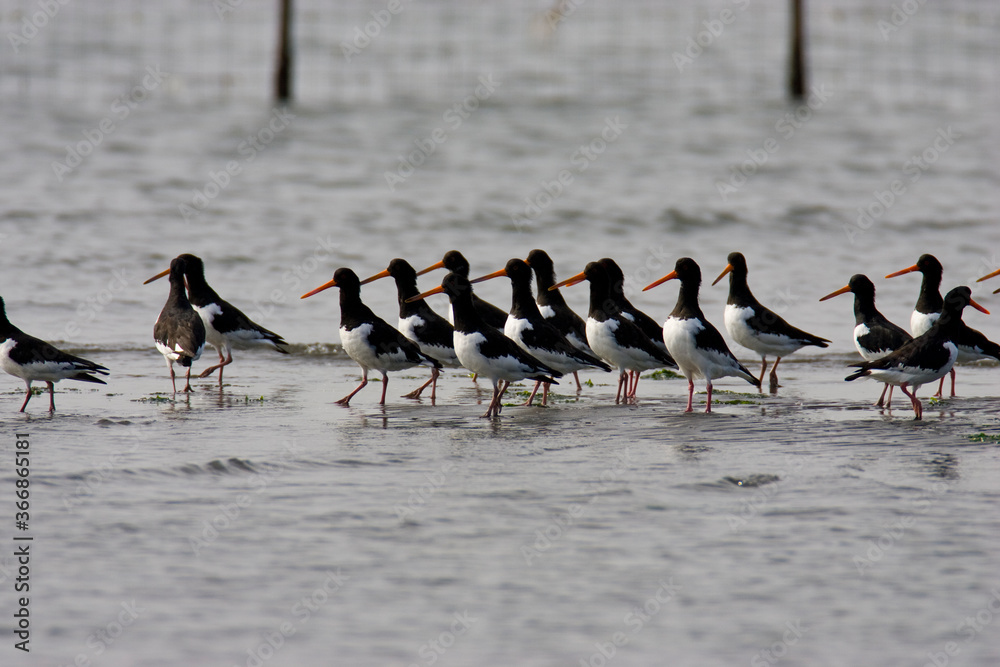 Naklejka premium 水鳥_05