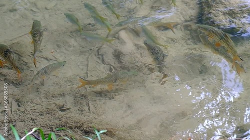 Antimony fish (Neolissochilus stracheyi) in waterfall