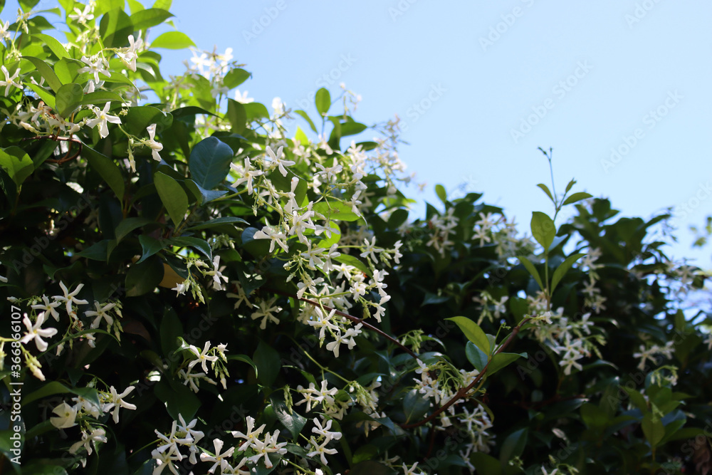 White climber star Jasmin bush in bloom on springtime. Trachelospermum jasminoides plant in the garden