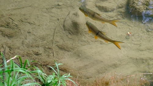 Antimony fish (Neolissochilus stracheyi) in waterfall