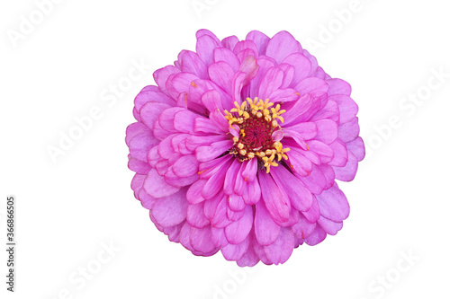 Freshness zinnia isolated blooming on White Background  with clipping path.  © seesulaijular
