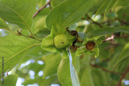 Photography Green unripe Kaki or Persimmon fruit on branch on summer