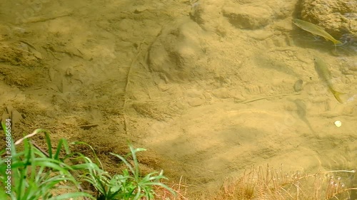 Antimony fish (Neolissochilus stracheyi) in waterfall