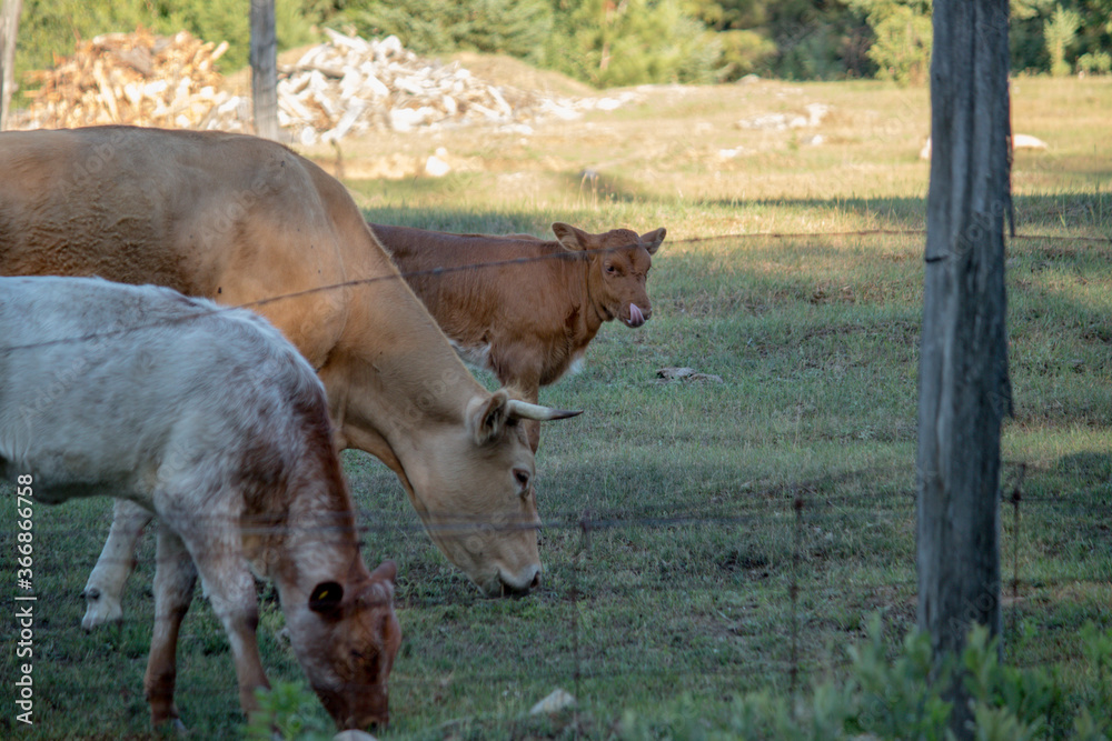 Three cows grazing in a field with a calf at the back. Three cows grazing in a field with a calf at the back.