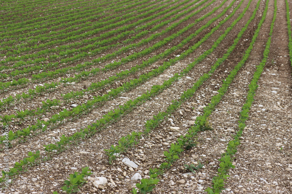 Green Soybean plants growing in a row in the field on summer.  Soya bean agricultural field
