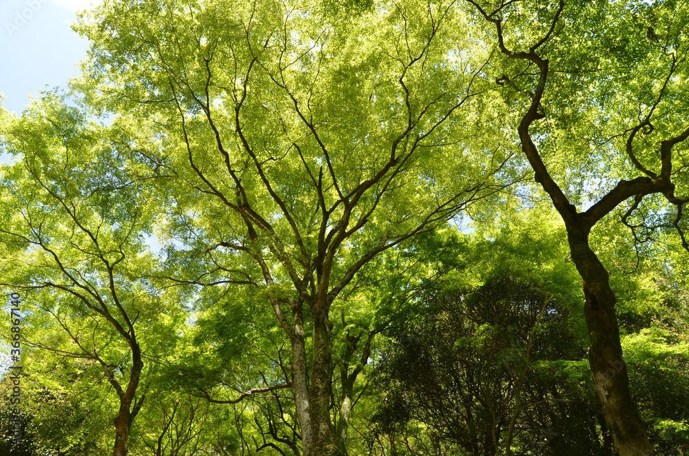 Fototapeta premium 青紅葉