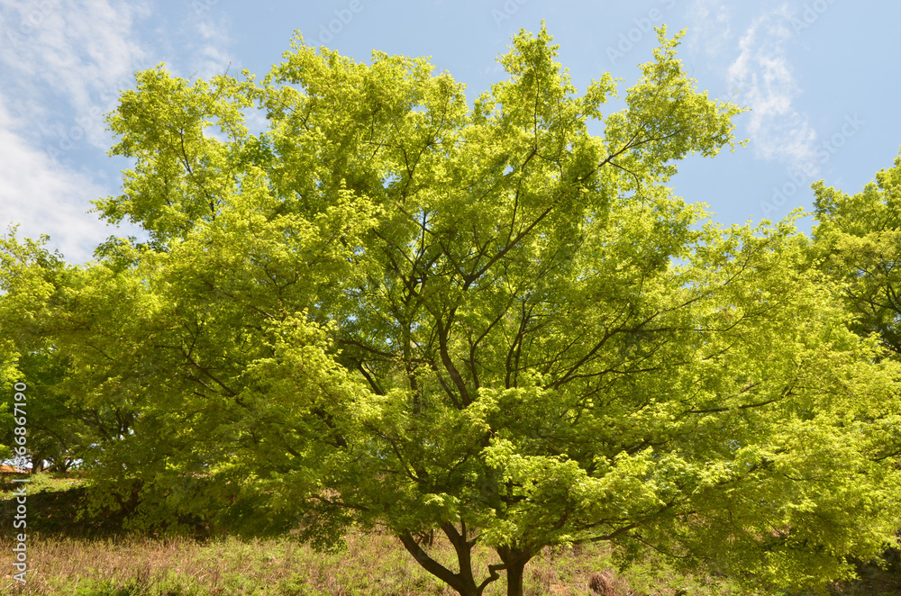 Obraz premium 青紅葉