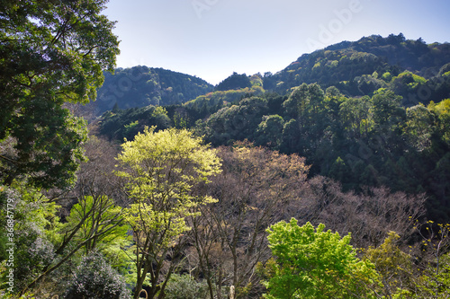 伊豆 浄蓮の滝入り口から見た景色 © Takashi_PL