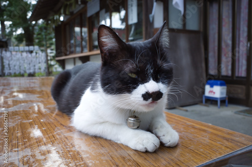 伊豆最古の神社 下田「白浜神社」の猫