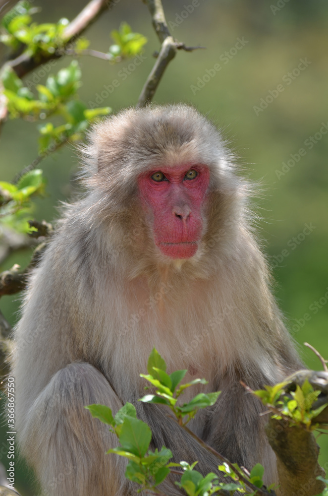 Naklejka premium サル