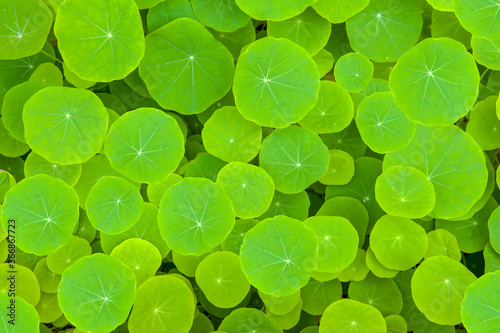Green leaves background - The round shape - Water Pennywort or Hydrocotyle verticillata plant