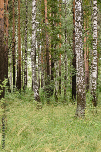 Fototapeta Naklejka Na Ścianę i Meble -  Landscape. View of the mixed forest after the rain.