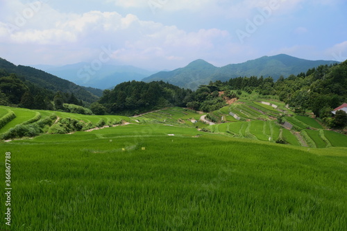 上から見た棚田の稲と遠くの山 