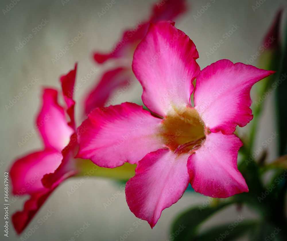 Adenium obesum Adenium obesum
