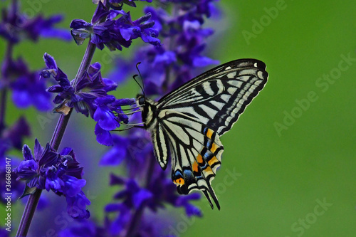 蝶, むし, 花, 自然,アゲハ蝶,サルビア © Hachimure