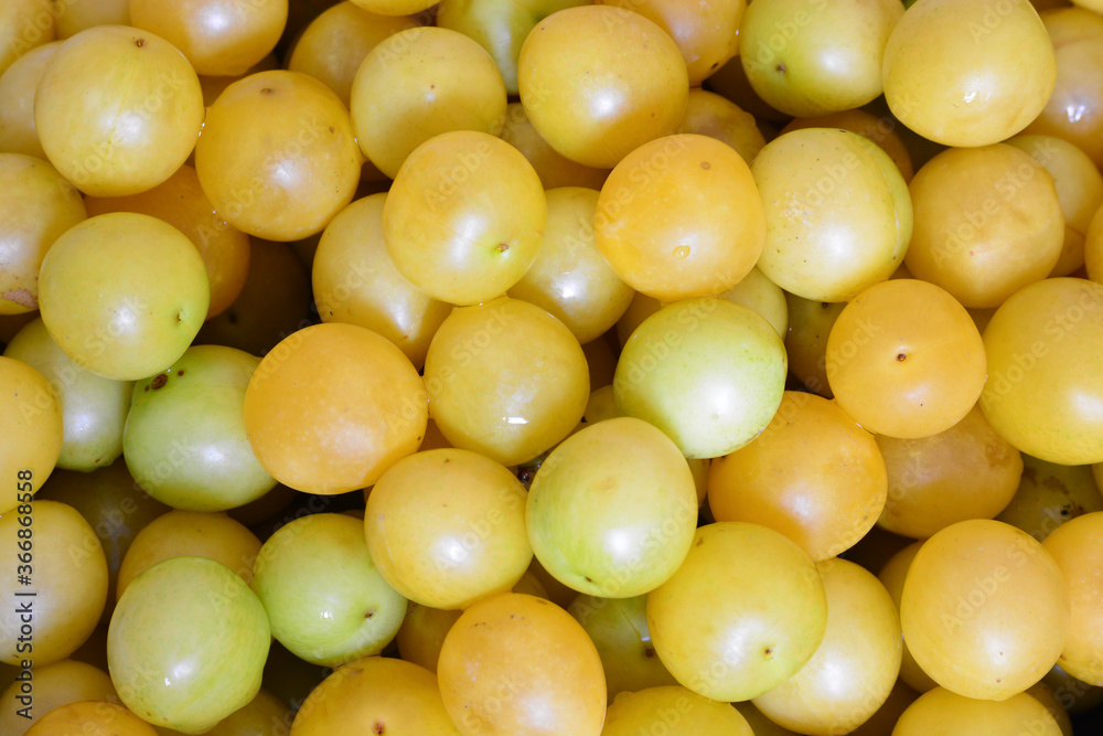 susine gialle da agricoltura senza pesticidi susine gialle da agricoltura senza pesticidi