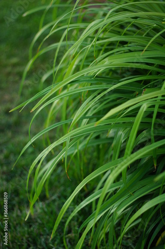 green grass in the garden