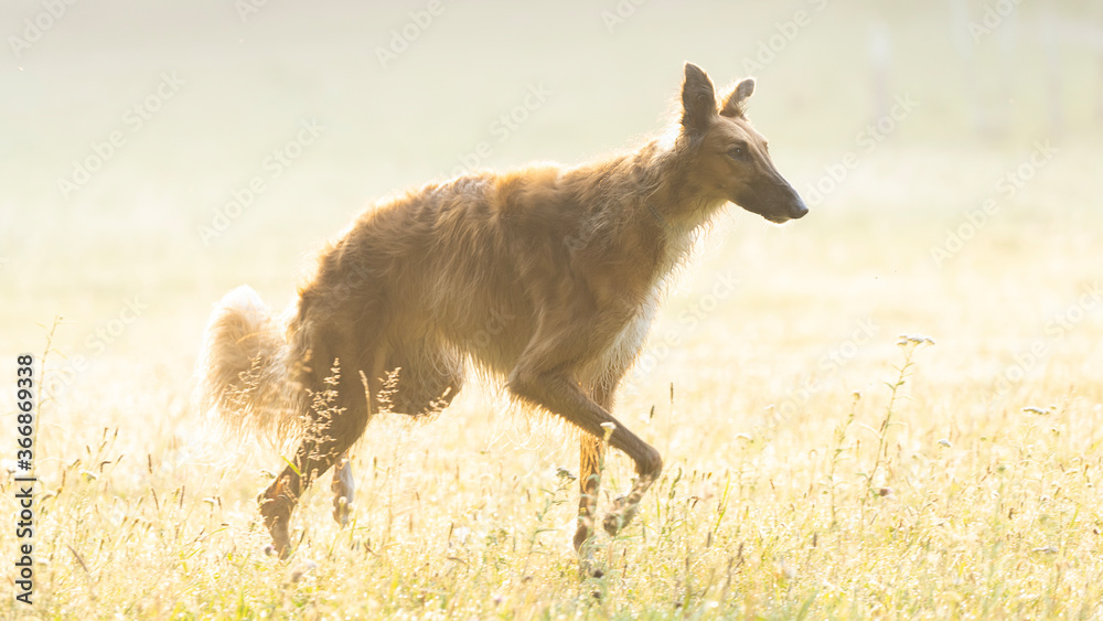 A dog in a sunlit clearing. Red dog goes through the fog.Russian Borzoi dog. A dog in a sunlit clearing. Red dog goes through the fog.Russian Borzoi dog.