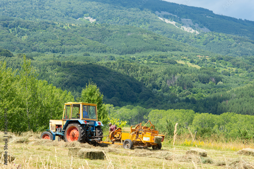 Fototapeta premium Organic farming in a mountainous area