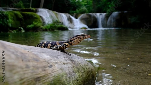 Baby Water Monitor Varanus salvator Live on the timber around the waterfall