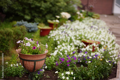 flowers in the garden