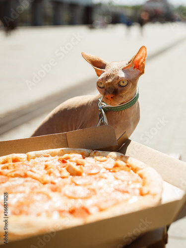 Sphynx cat look at pepperoni pizza