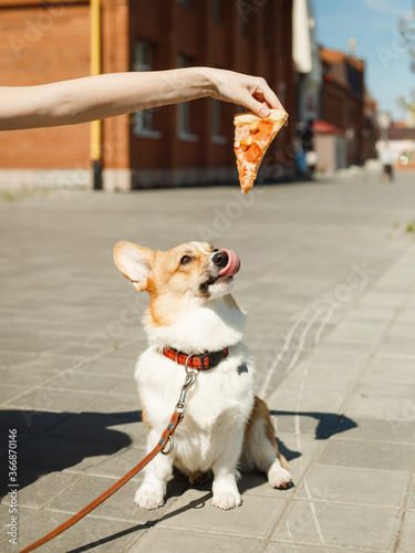 The dog looks at the pizza on the street