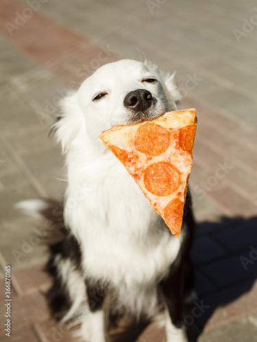 The dog looks at the pizza on the street