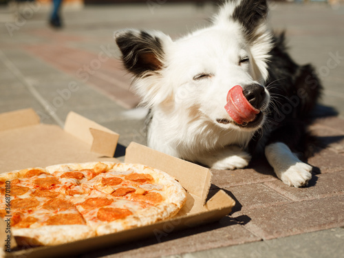 The dog looks at the pizza on the street