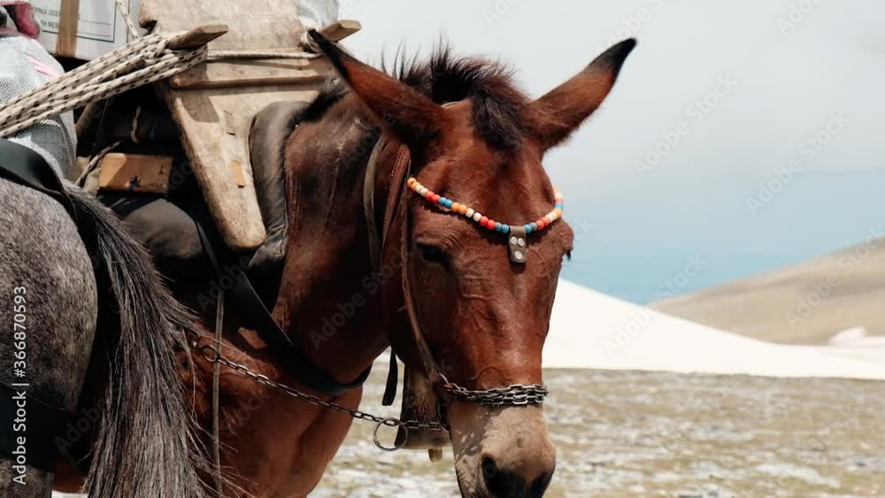 Beautiful Horse Carrying Heavy Load On Its Back While Standing Under The Sun - slowmo - medium close up shot Beautiful Horse Carrying Heavy Load On Its Back While Standing Under The Sun - slowmo - medium close up shot