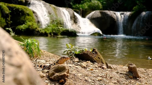 Baby Water Monitor Varanus salvator Live on the timber around the waterfall