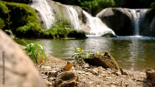 Baby Water Monitor Varanus salvator Live on the timber around the waterfall