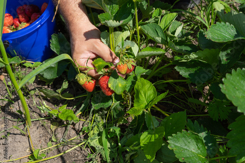 picking strawberries in the country