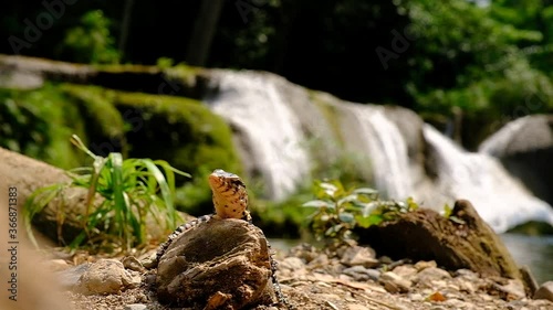 Baby Water Monitor Varanus salvator Live on the timber around the waterfall