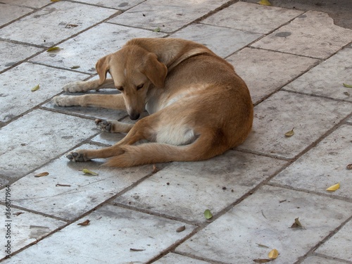 Homeless dog sleeping on the floor © Iryna