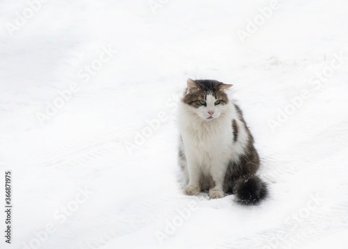 Adorable Siberian cat in snow walking