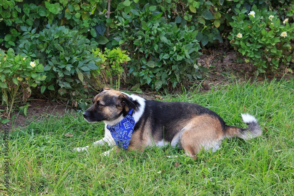 Dog with a neck scarf are resting on the lawn