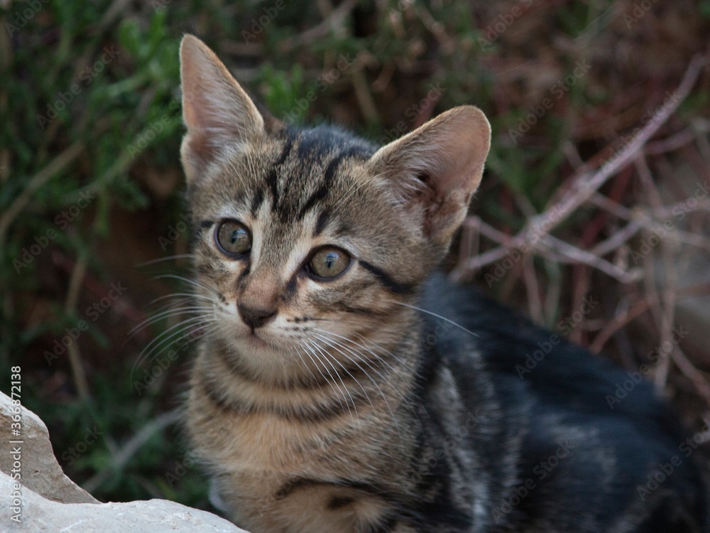 Portrait of homeless little kitten closeup